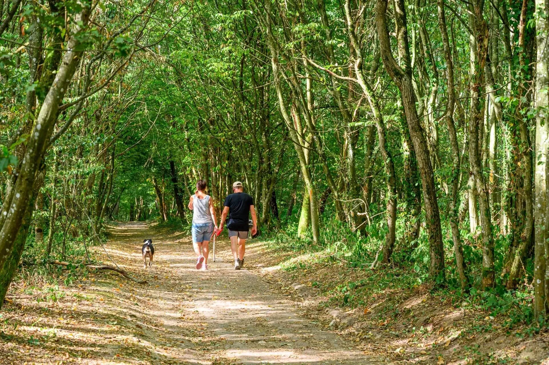 Two people walk hand in hand on a forest path, accompanied by a dog, surrounded by trees and dense vegetation.